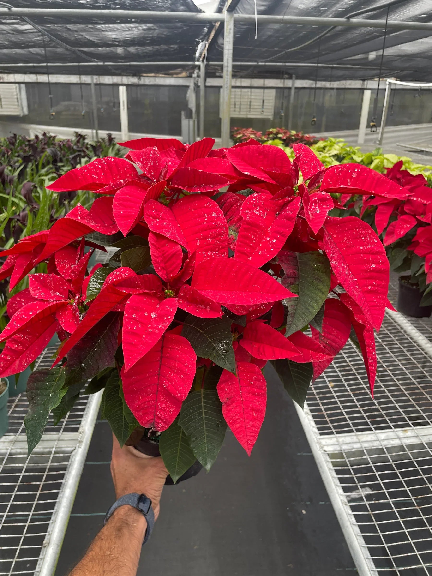Poinsettia 'Red' - Holiday Corner