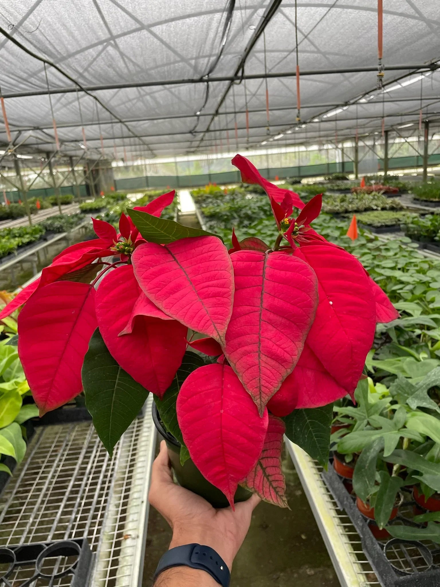 Poinsettia 'Red' - Holiday Corner