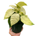 Poinsettia 'White' - Holiday Corner