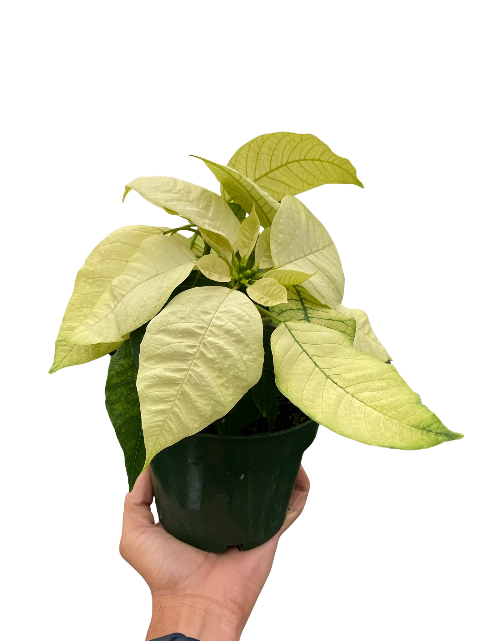 Poinsettia 'White' - Holiday Corner