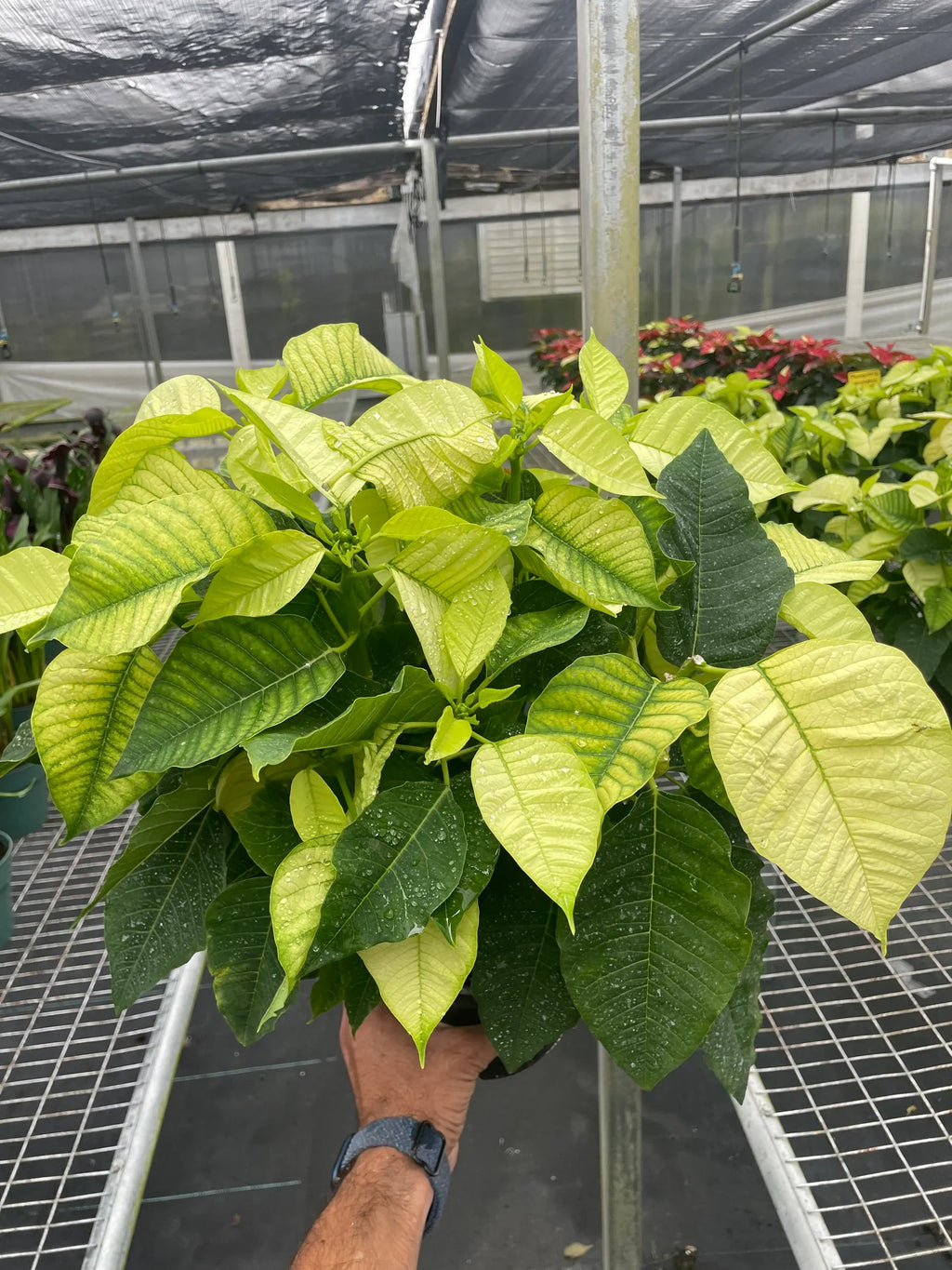 Poinsettia 'White' - Holiday Corner