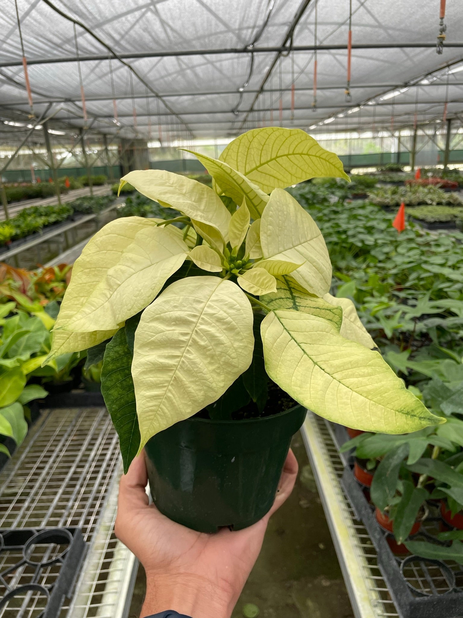 Poinsettia 'White' - Holiday Corner