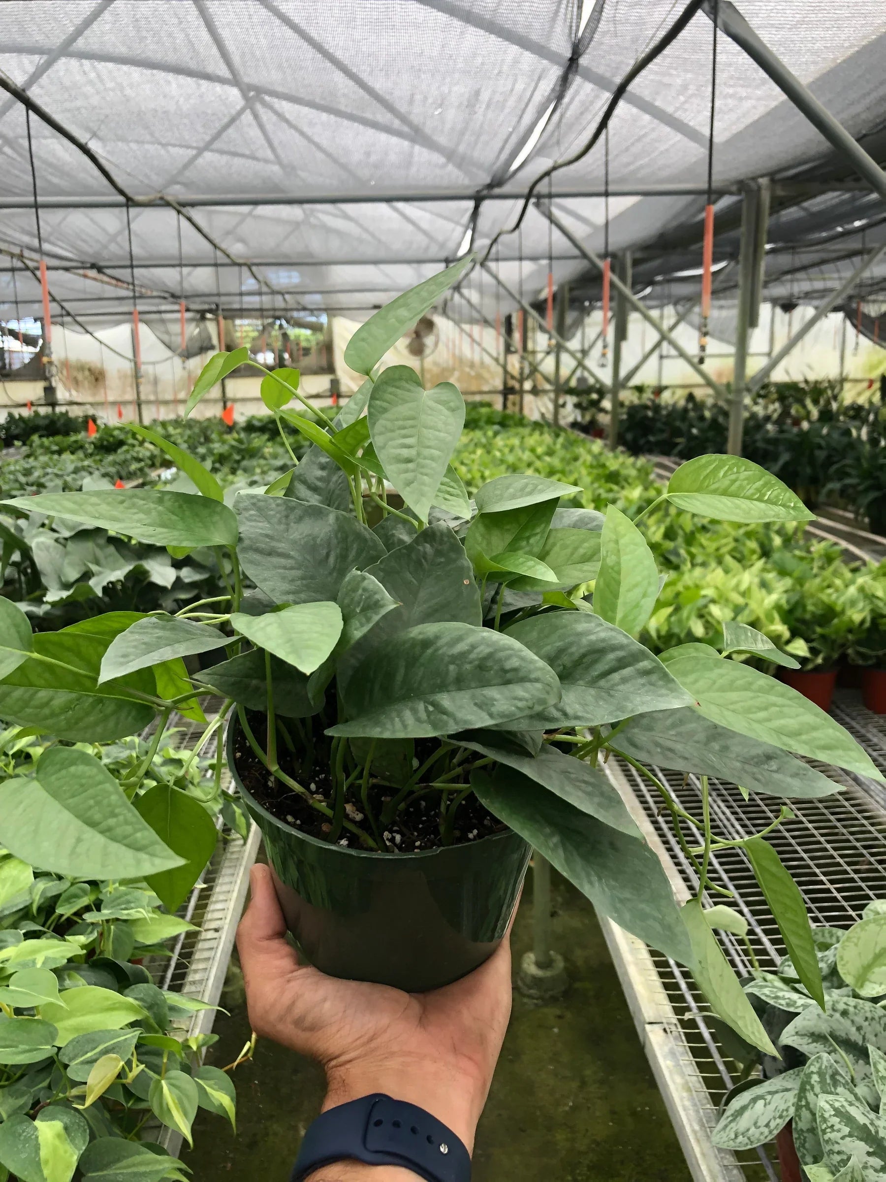 Pothos 'Cebu Blue' - Holiday Corner