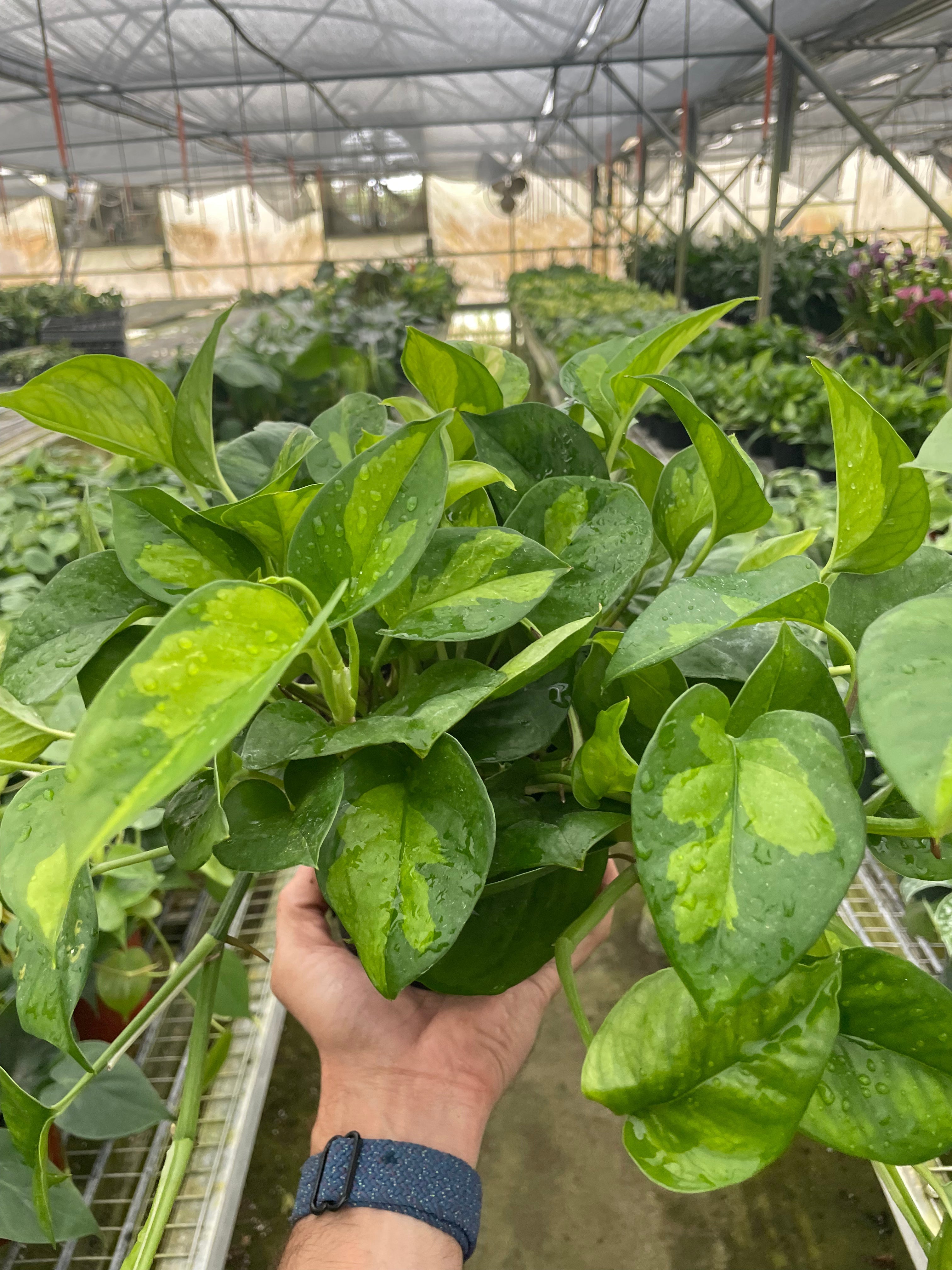 Pothos 'Global Green' - Holiday Corner