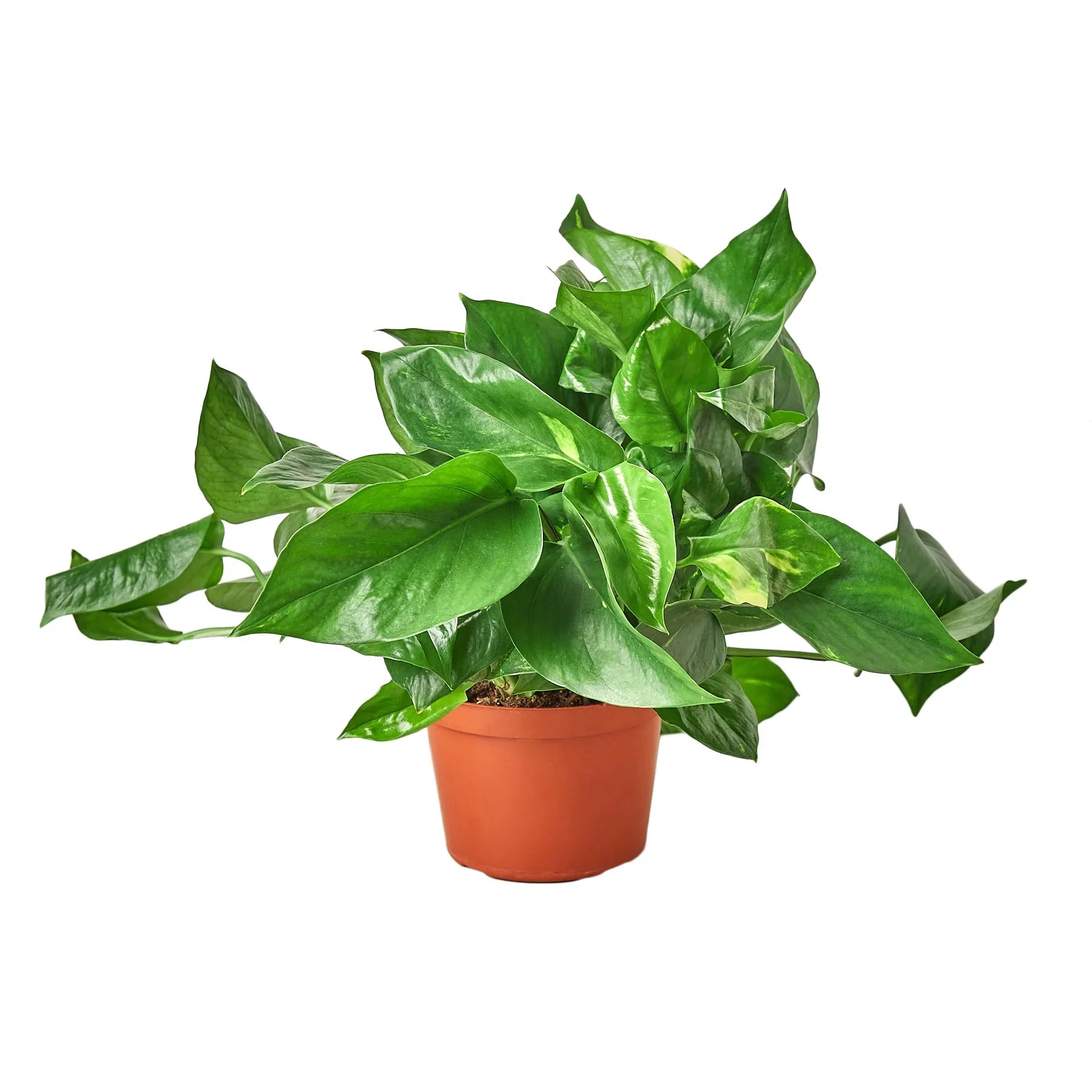 Pothos 'Golden' - Holiday Corner