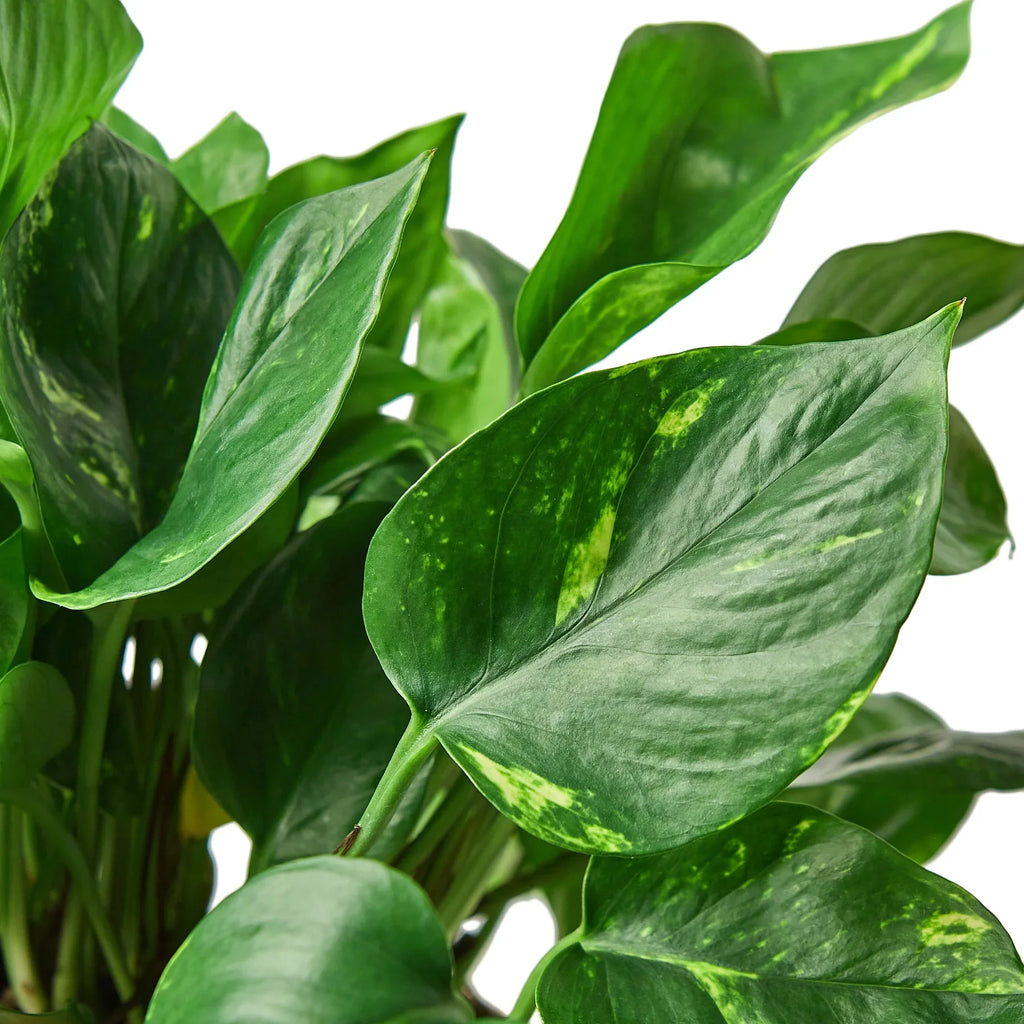 Pothos 'Golden' - Holiday Corner