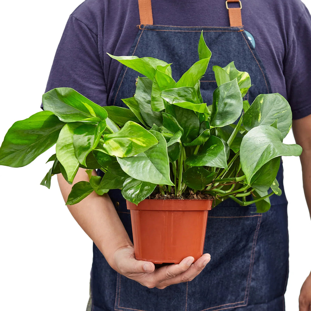 Pothos 'Golden' - Holiday Corner