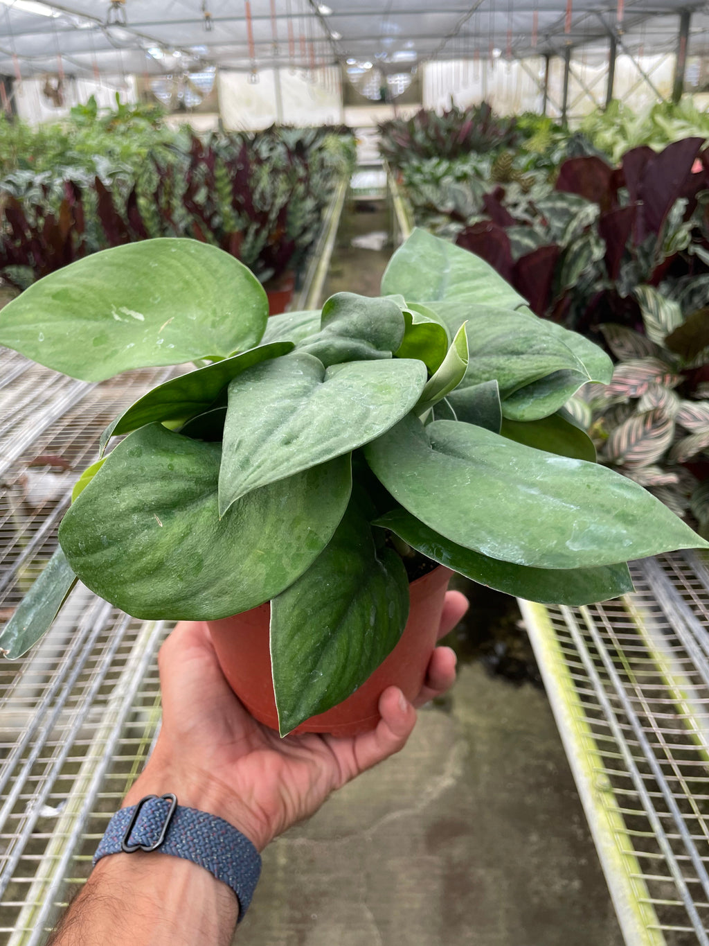 Pothos Jade Satin - Holiday Corner