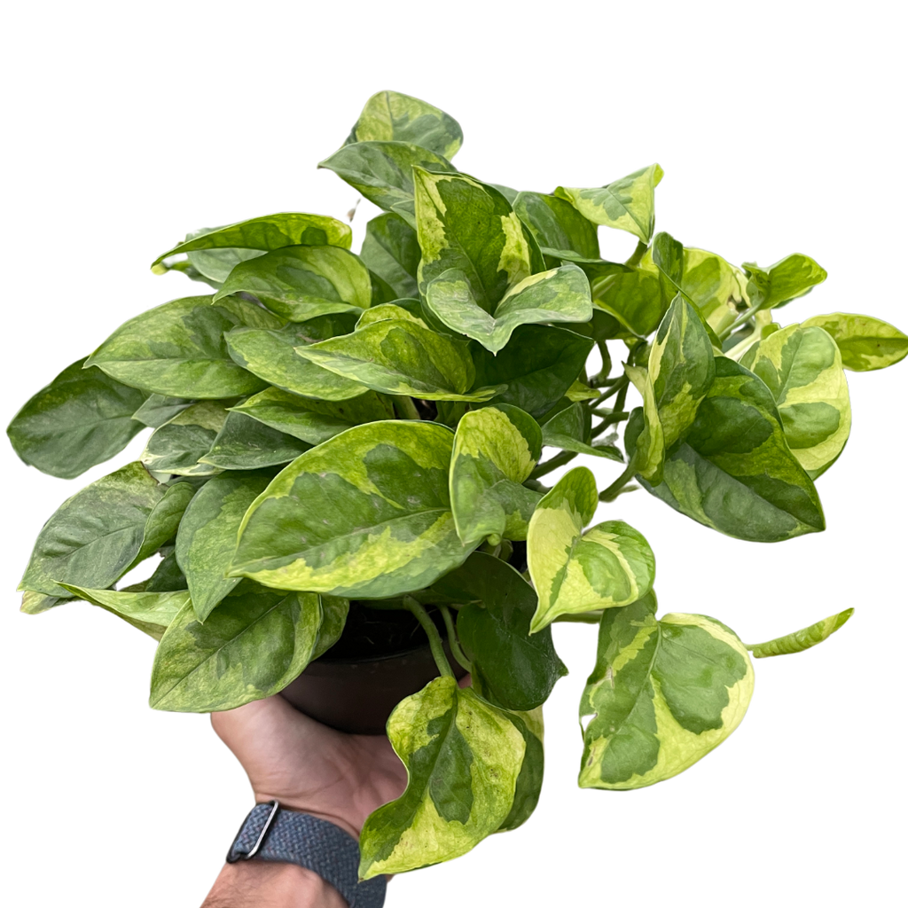 Pothos 'Lemon Meringue' - Holiday Corner