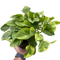 Pothos 'Lemon Meringue' - Holiday Corner