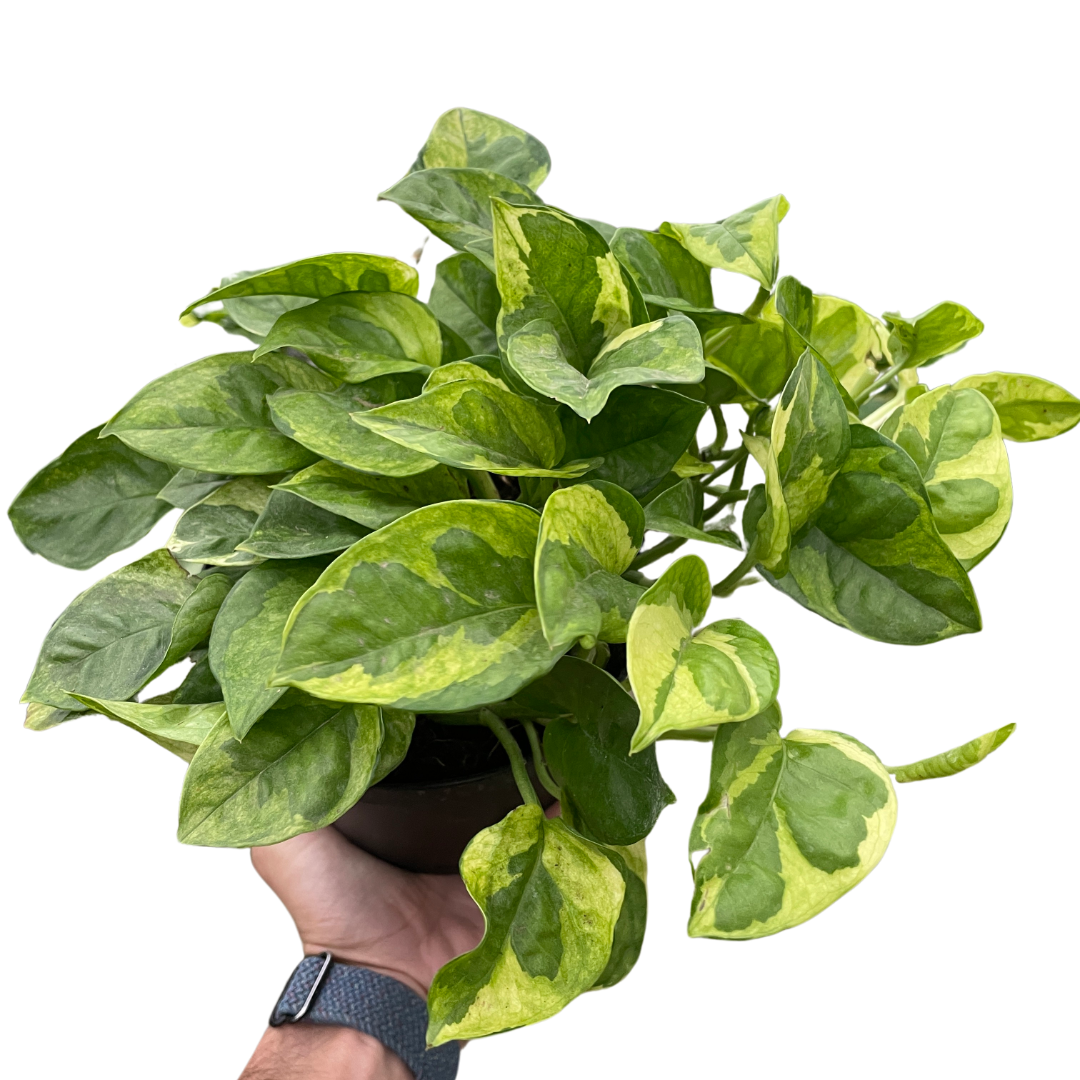 Pothos 'Lemon Meringue' - Holiday Corner