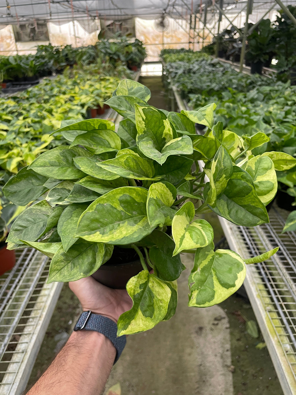 Pothos 'Lemon Meringue' - Holiday Corner