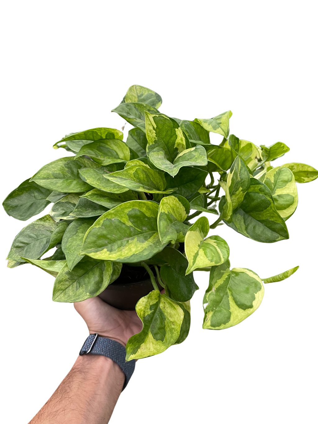 Pothos 'Lemon Meringue' - Holiday Corner