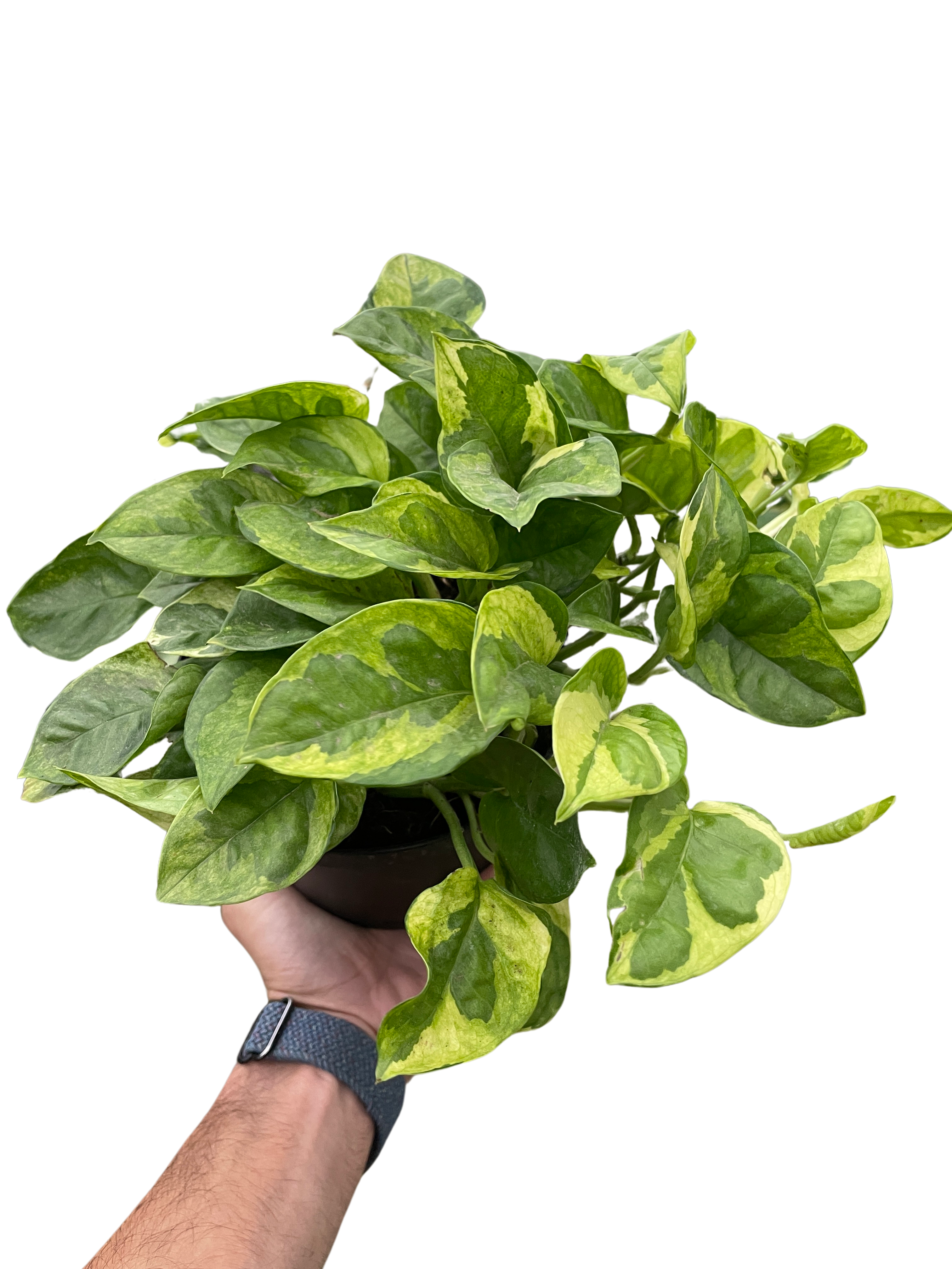 Pothos 'Lemon Meringue' - Holiday Corner