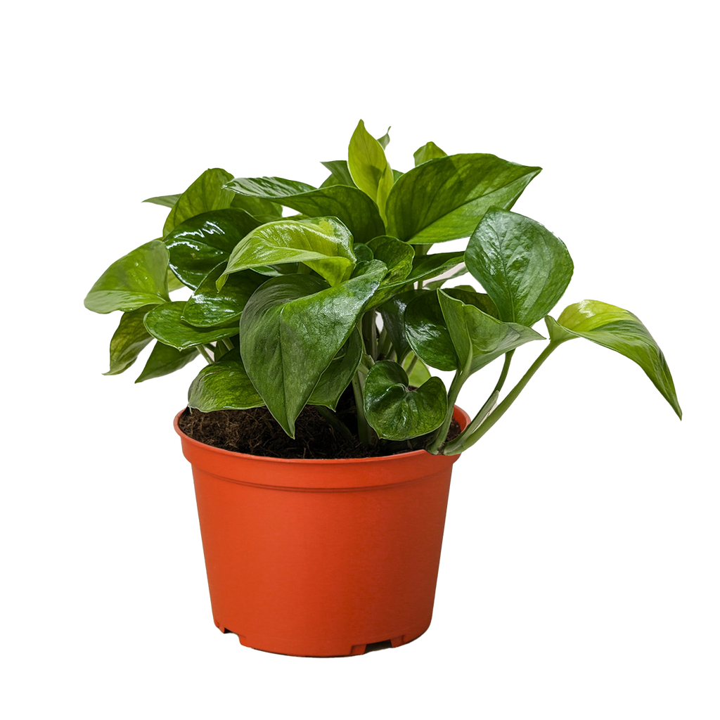 Pothos 'Lemon Top' - Holiday Corner