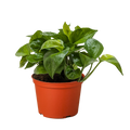 Pothos 'Lemon Top' - Holiday Corner