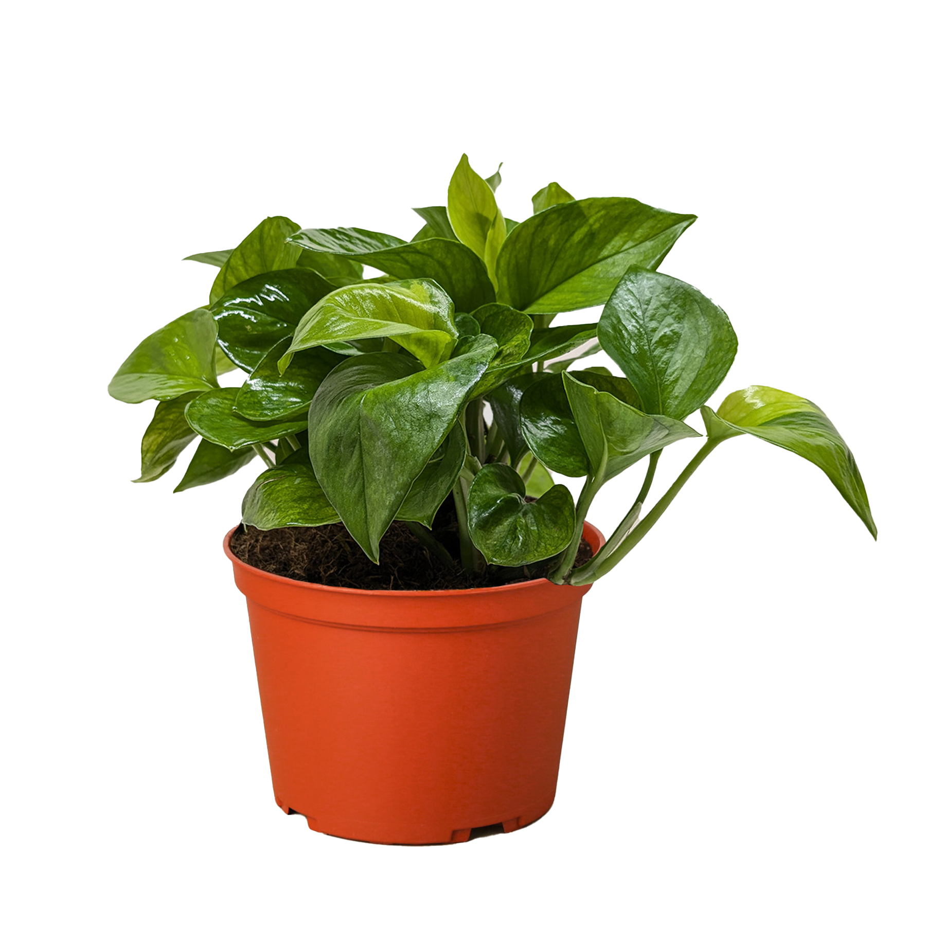 Pothos 'Lemon Top' - Holiday Corner