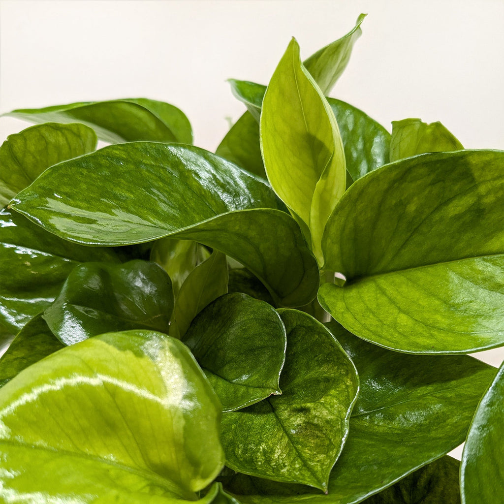 Pothos 'Lemon Top' - Holiday Corner