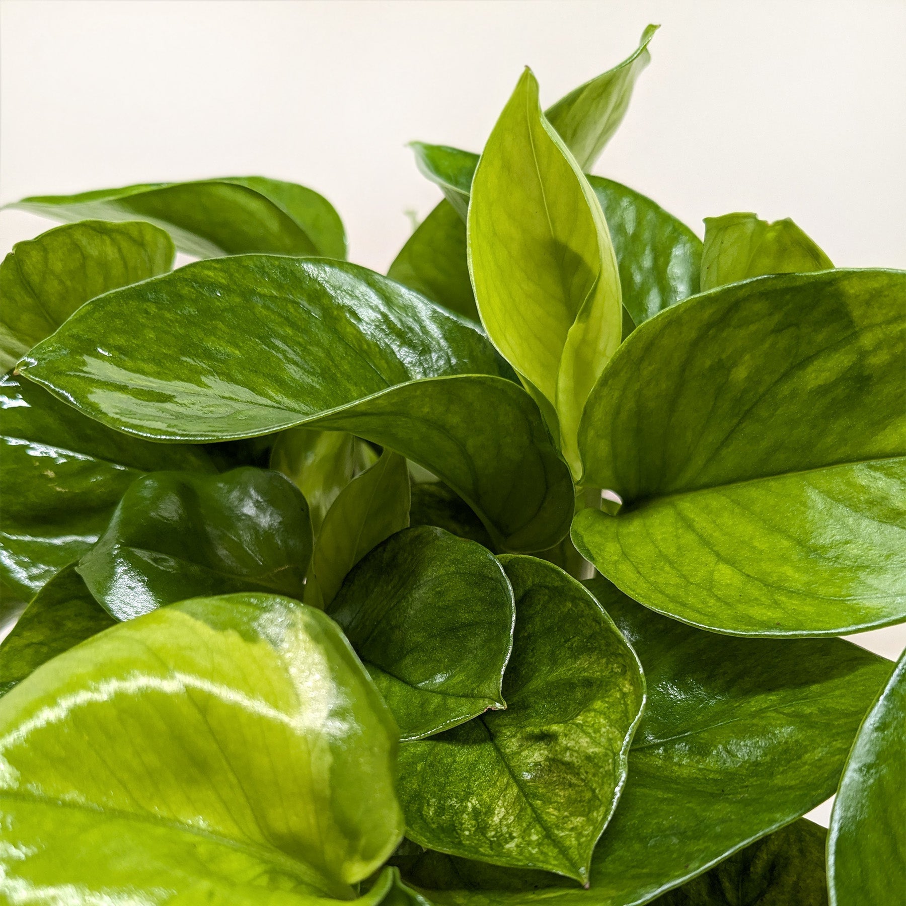 Pothos 'Lemon Top' - Holiday Corner