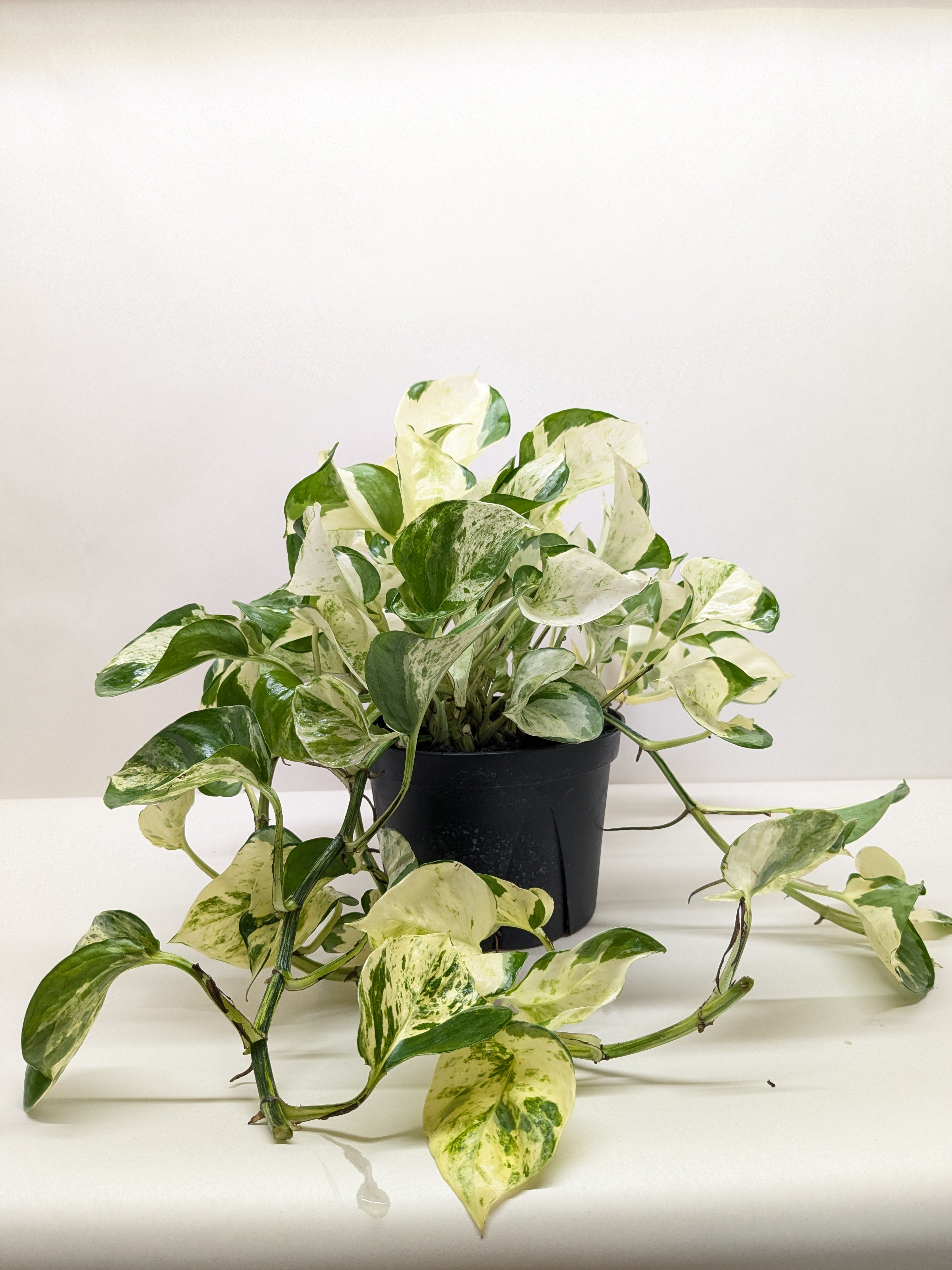 Pothos Manjula - Holiday Corner