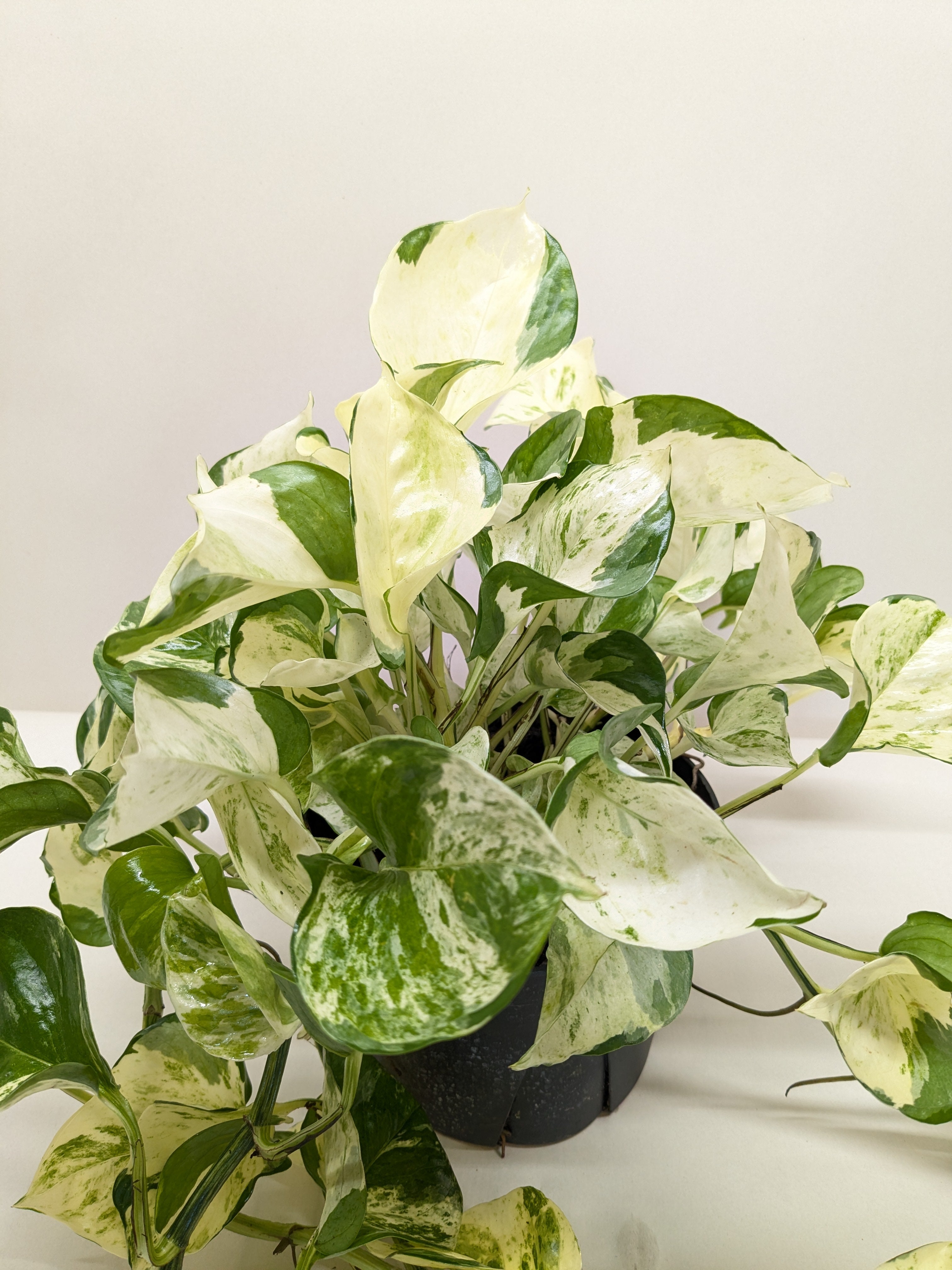 Pothos Manjula - Holiday Corner