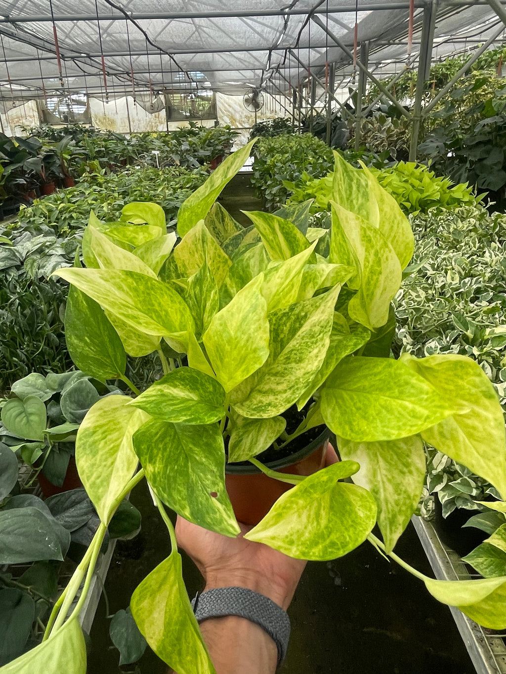 Pothos 'Neon Queen' - Holiday Corner