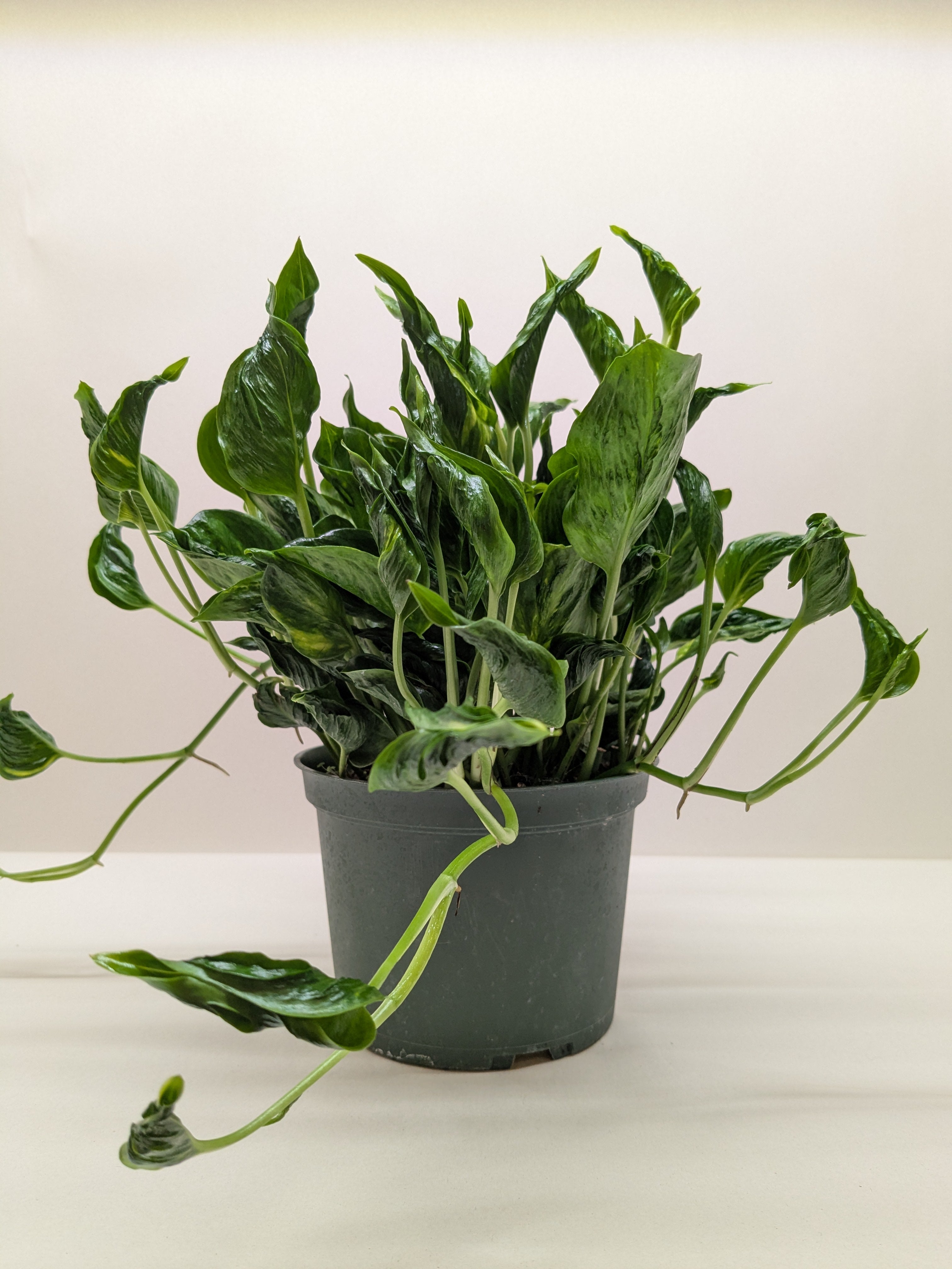 Pothos 'Shangri La' - Holiday Corner