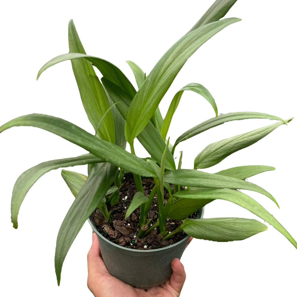 Pothos 'Silver Streak' - Holiday Corner