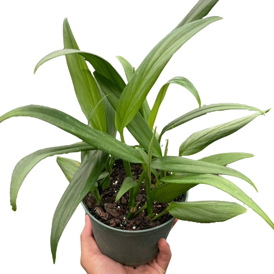 Pothos 'Silver Streak' - Holiday Corner