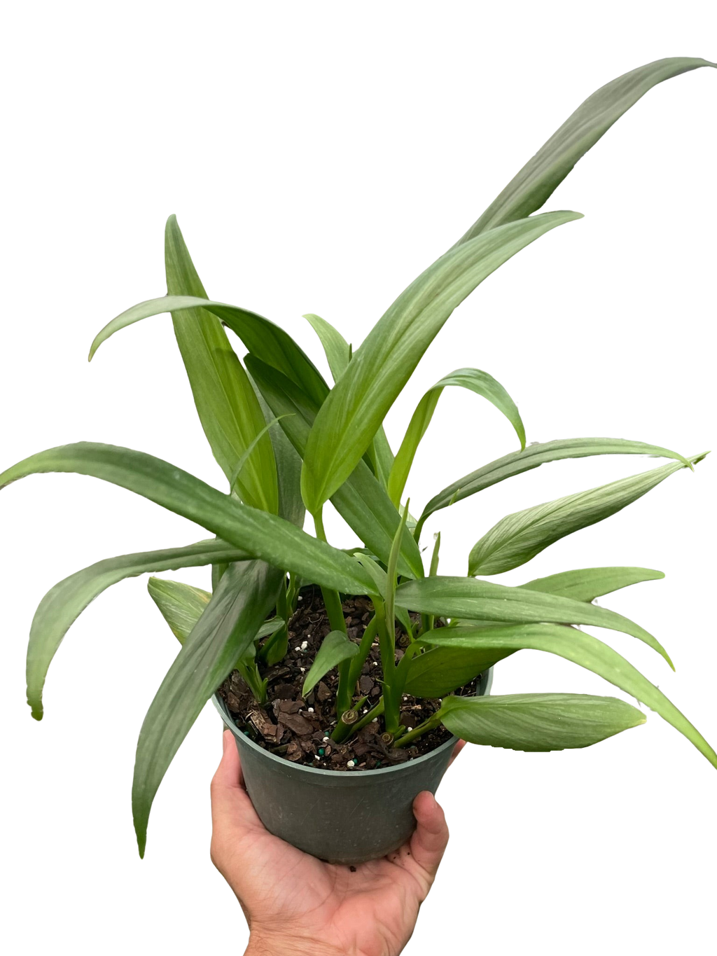 Pothos 'Silver Streak' - Holiday Corner