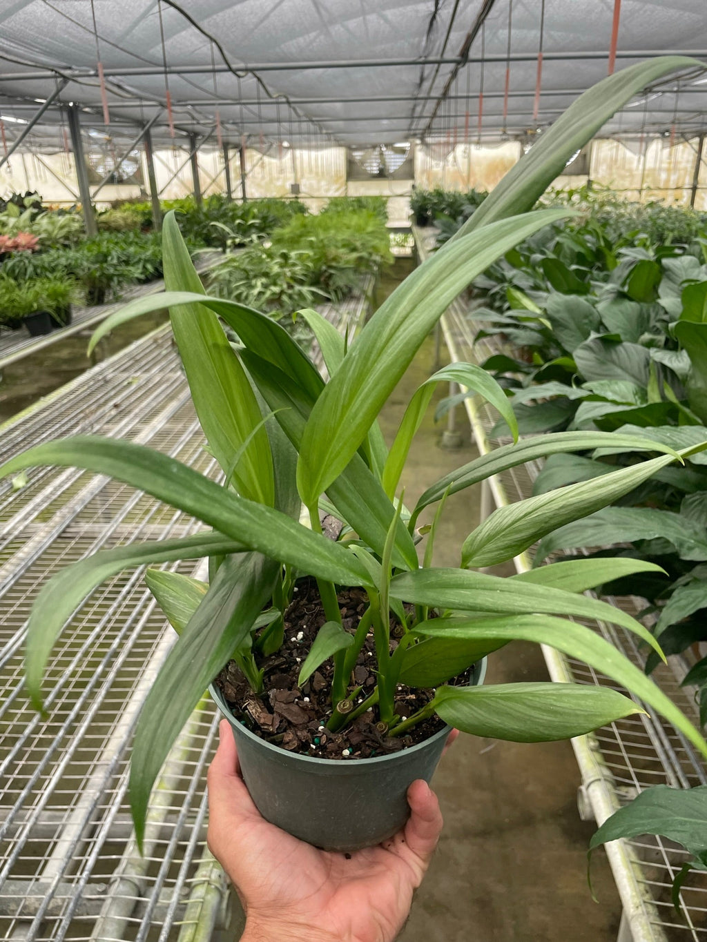 Pothos 'Silver Streak' - Holiday Corner