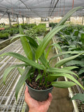 Pothos 'Silver Streak' - Holiday Corner