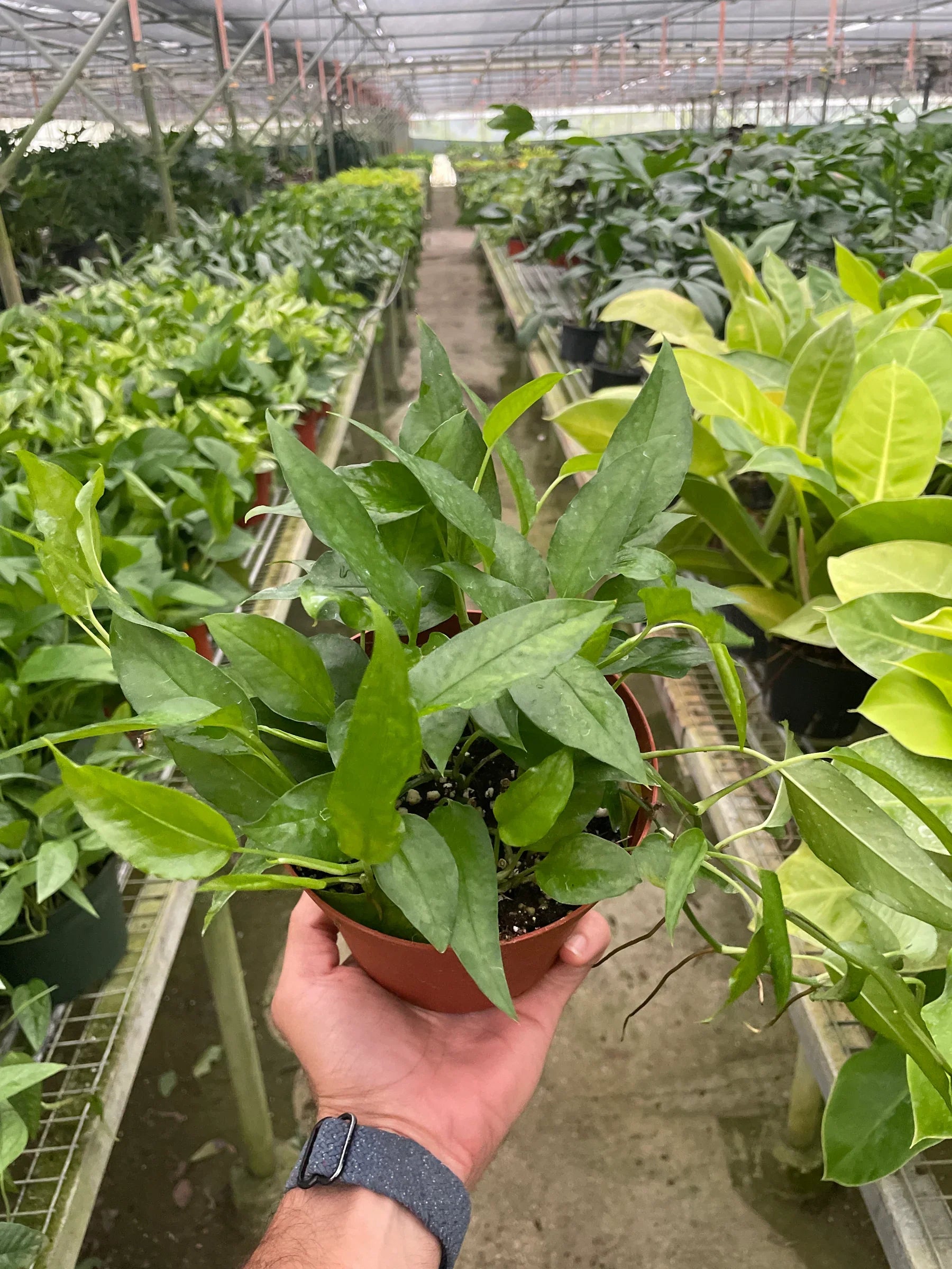 Pothos Skeleton Key - Holiday Corner