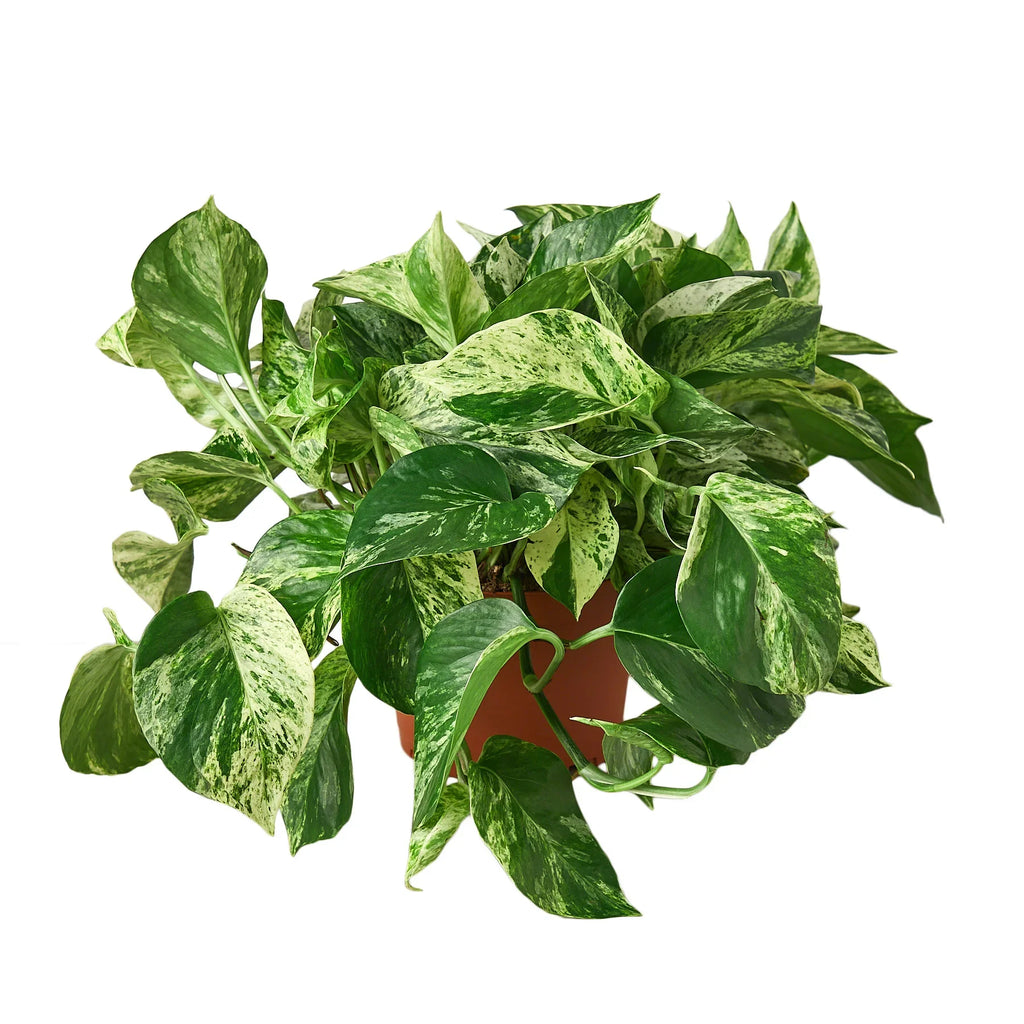 Pothos 'Marble Queen' - Holiday Corner