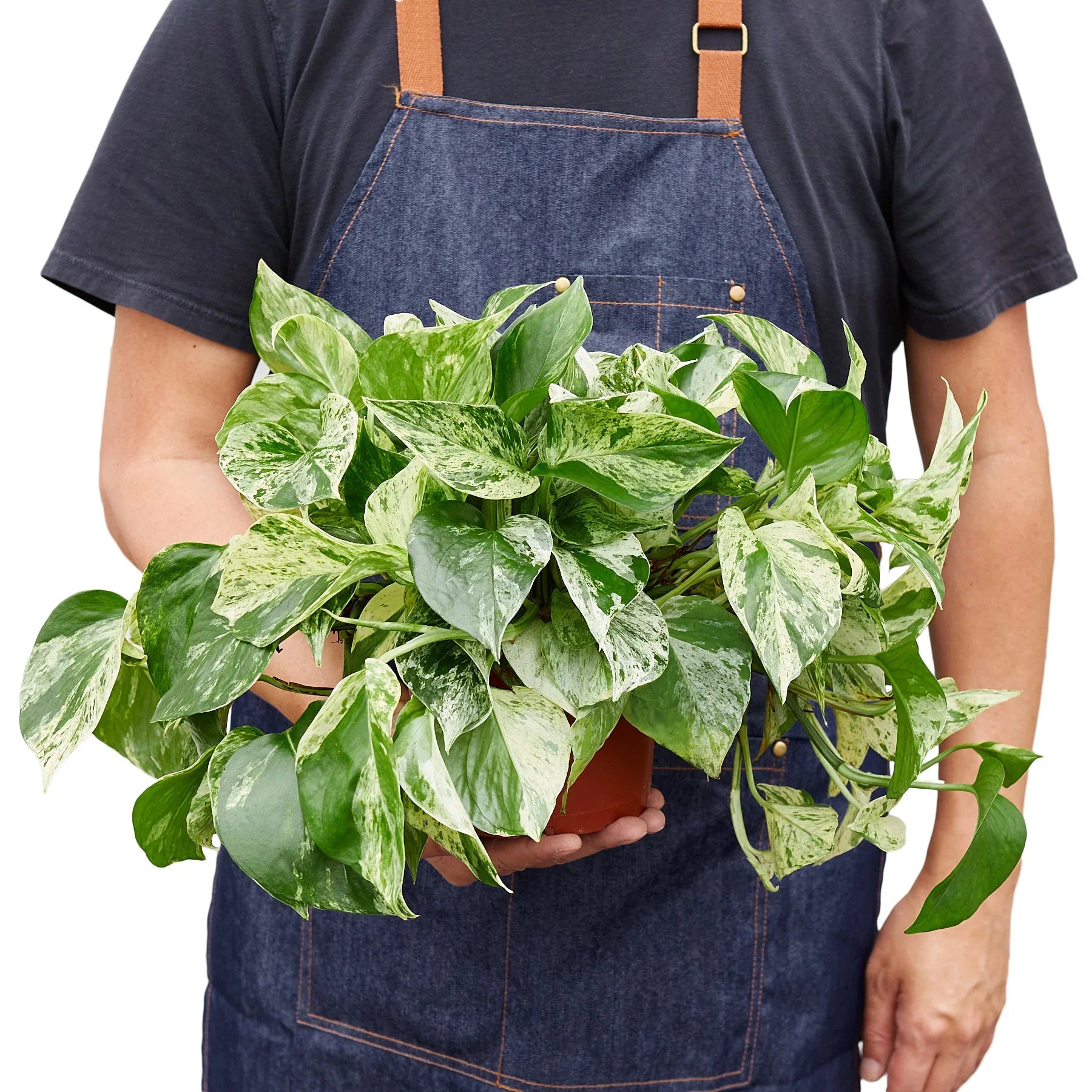 Pothos 'Marble Queen' - Holiday Corner