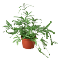 Pteris Cretica 'Mayi' Fern - 6" Pot - Holiday Corner