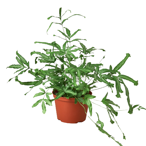 Pteris Cretica 'Mayi' Fern - 6" Pot - Holiday Corner