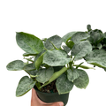 Schismatoglottis 'Sarawak' - Holiday Corner
