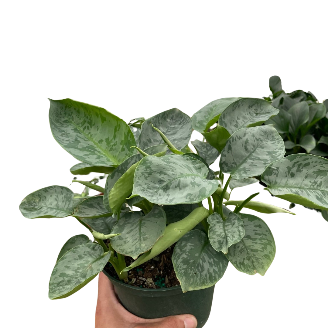 Schismatoglottis 'Sarawak' - Holiday Corner