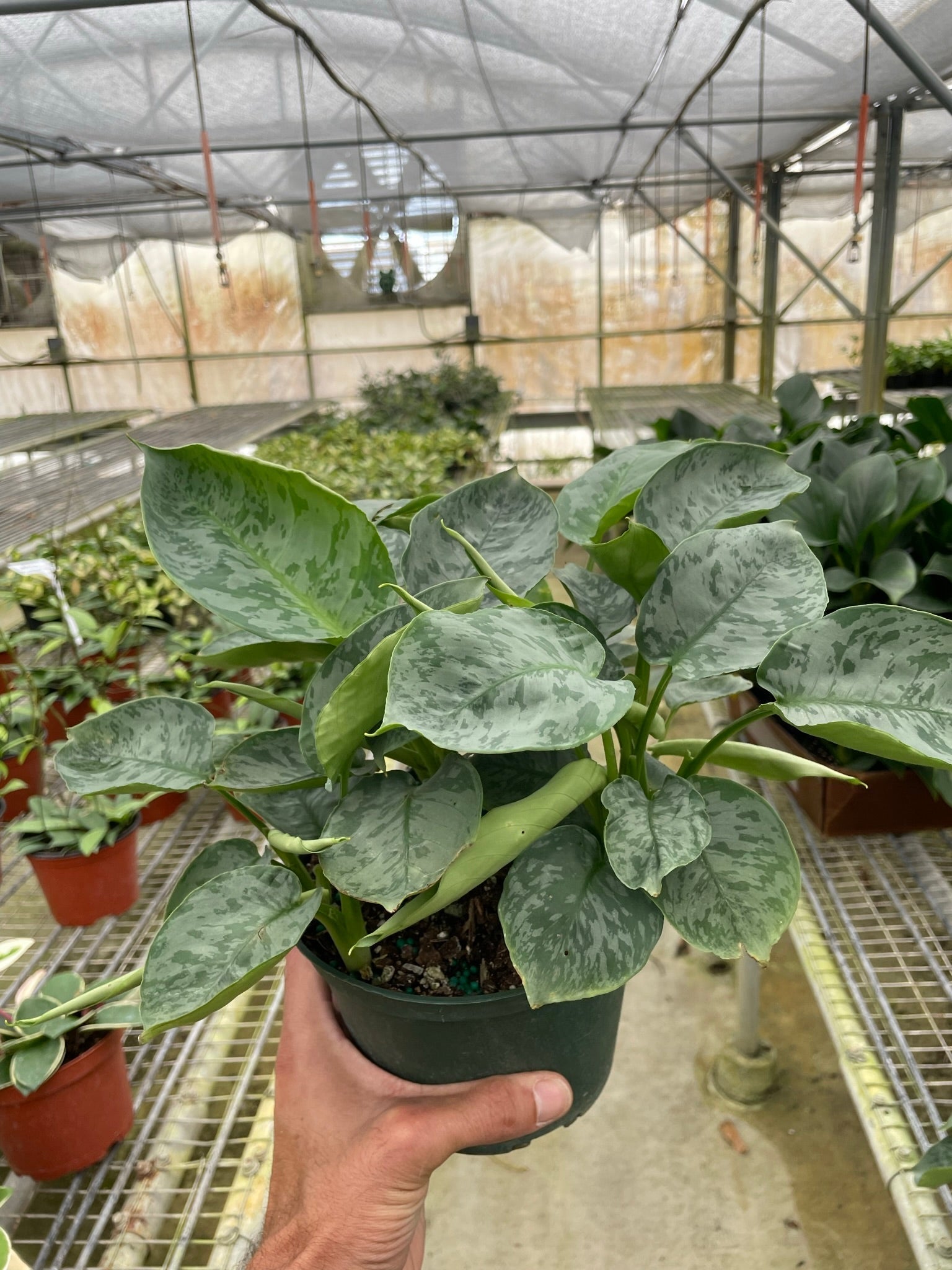 Schismatoglottis 'Sarawak' - Holiday Corner