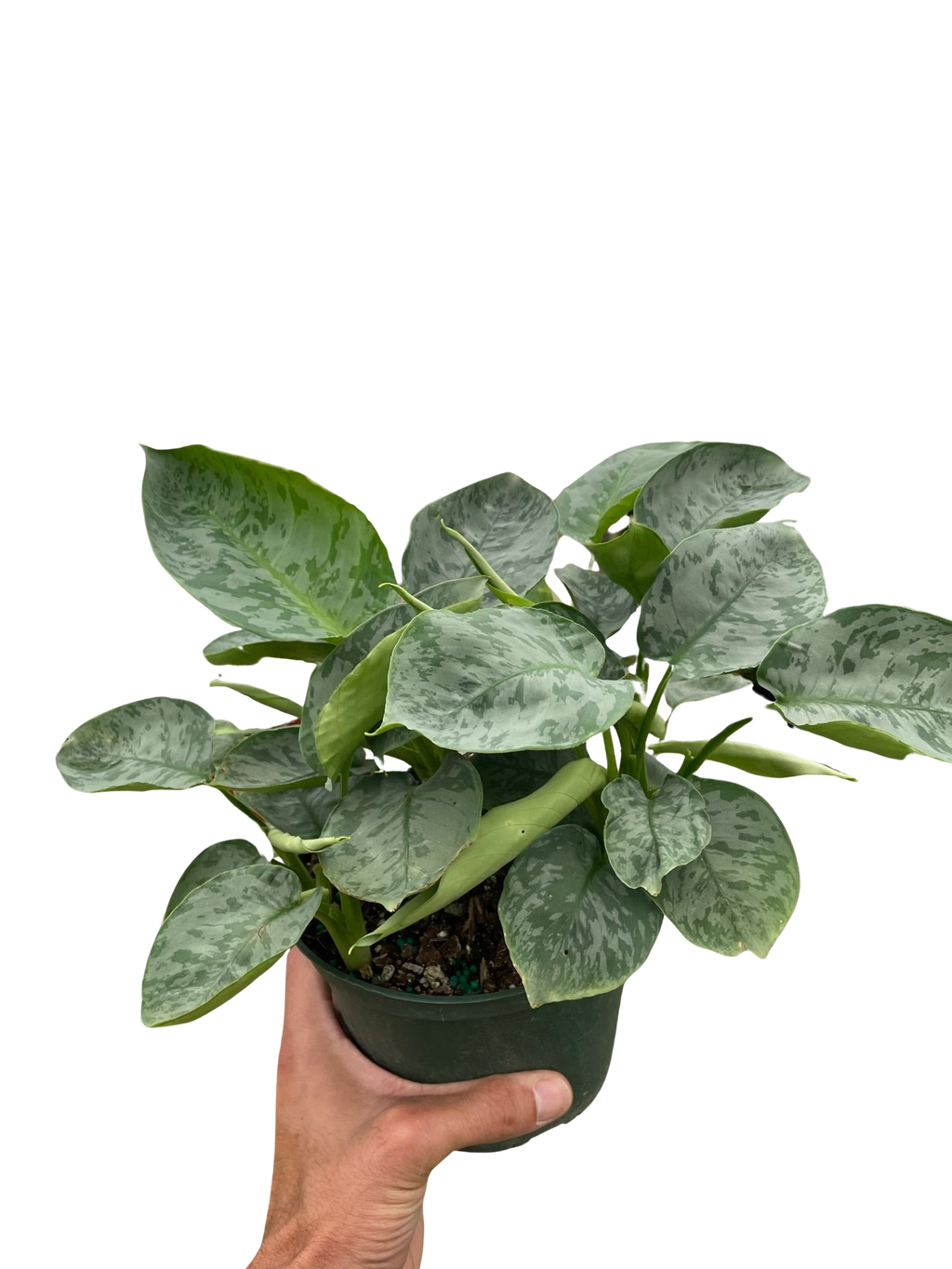 Schismatoglottis 'Sarawak' - Holiday Corner