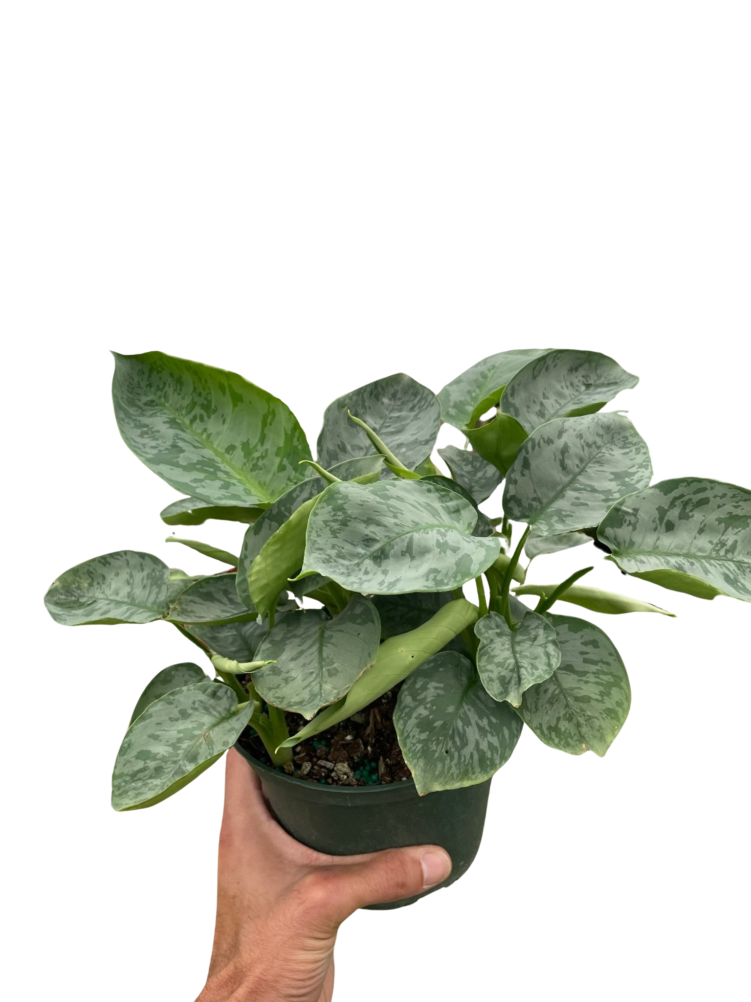 Schismatoglottis 'Sarawak' - Holiday Corner