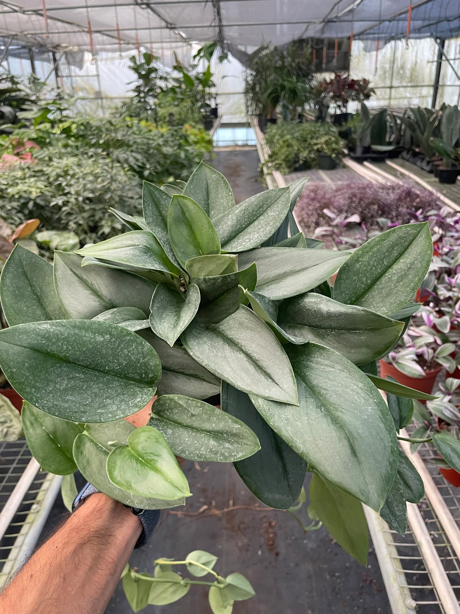 Scindapsus 'Moonlight' - 4" Pot - Holiday Corner