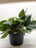 Scindapsus Platinum Java - Holiday Corner
