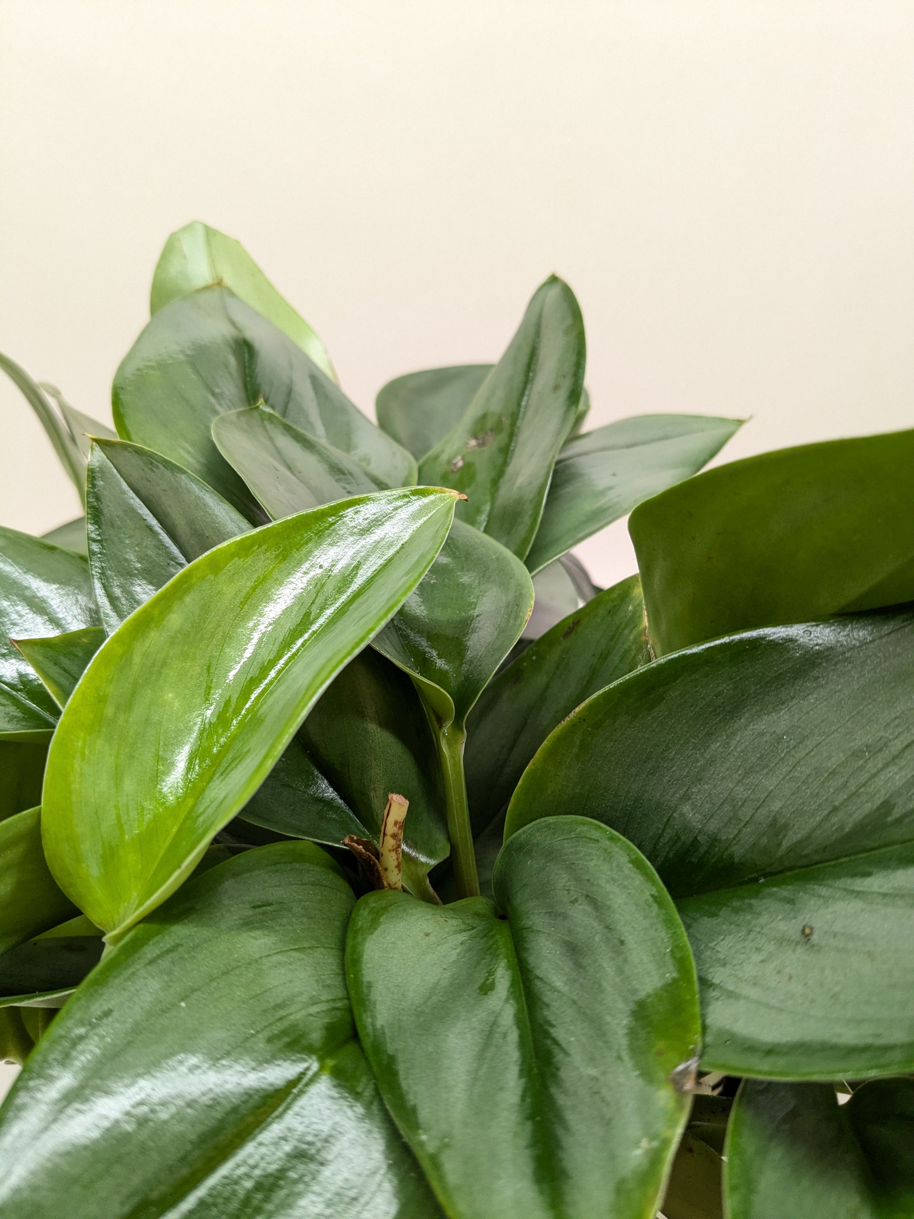 Scindapsus Platinum Java - Holiday Corner