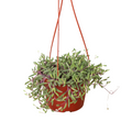 String of Rubies - 6" Pots - Holiday Corner