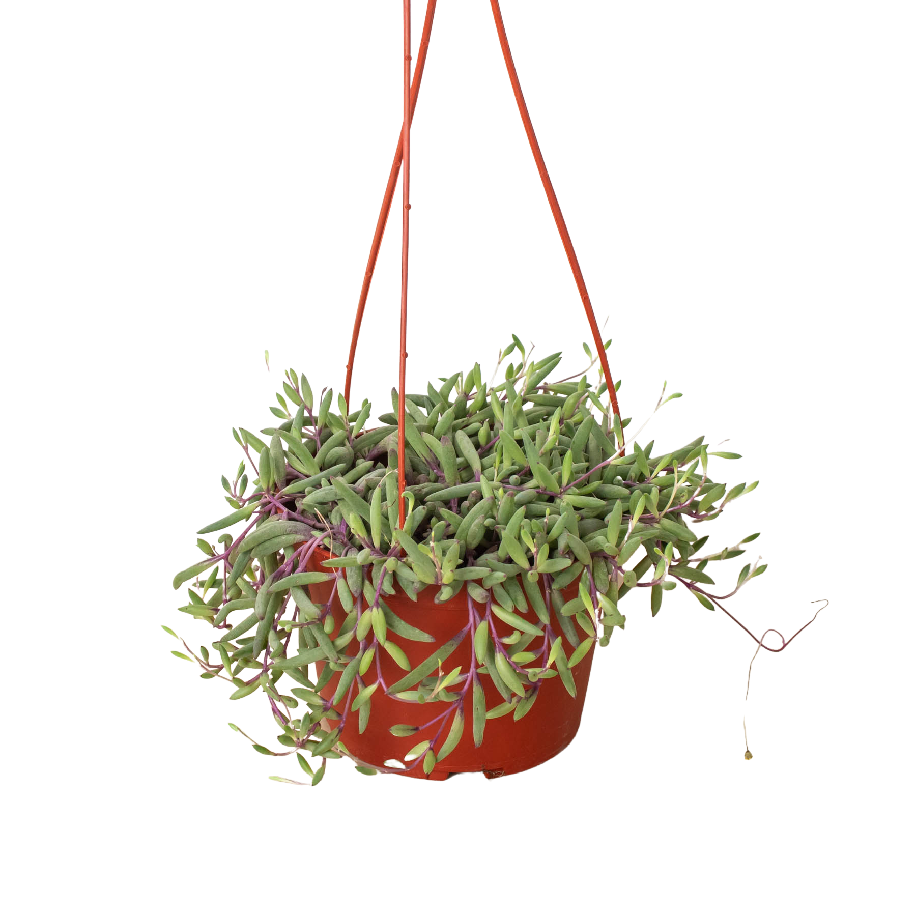 String of Rubies - 6" Pots - Holiday Corner