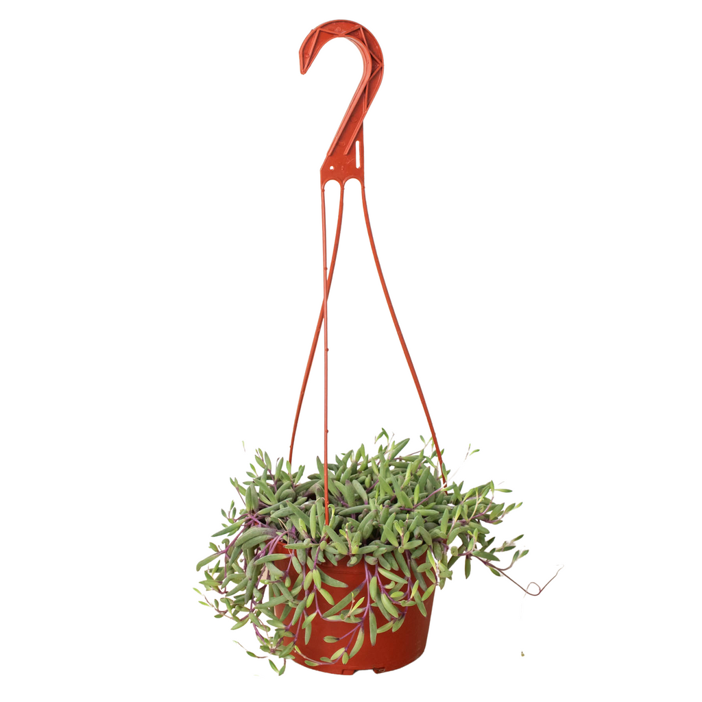 String of Rubies - 6" Pots - Holiday Corner