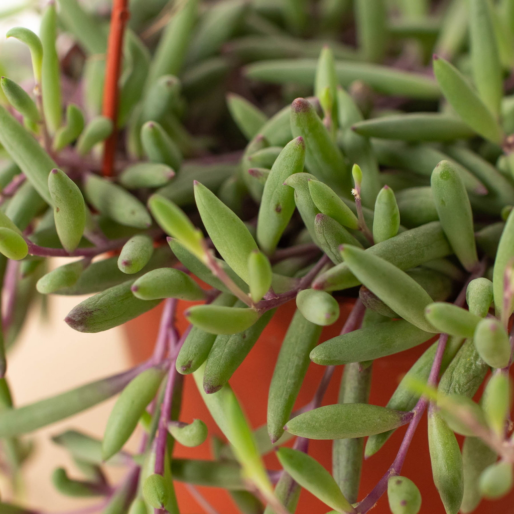 String of Rubies - 6" Pots - Holiday Corner