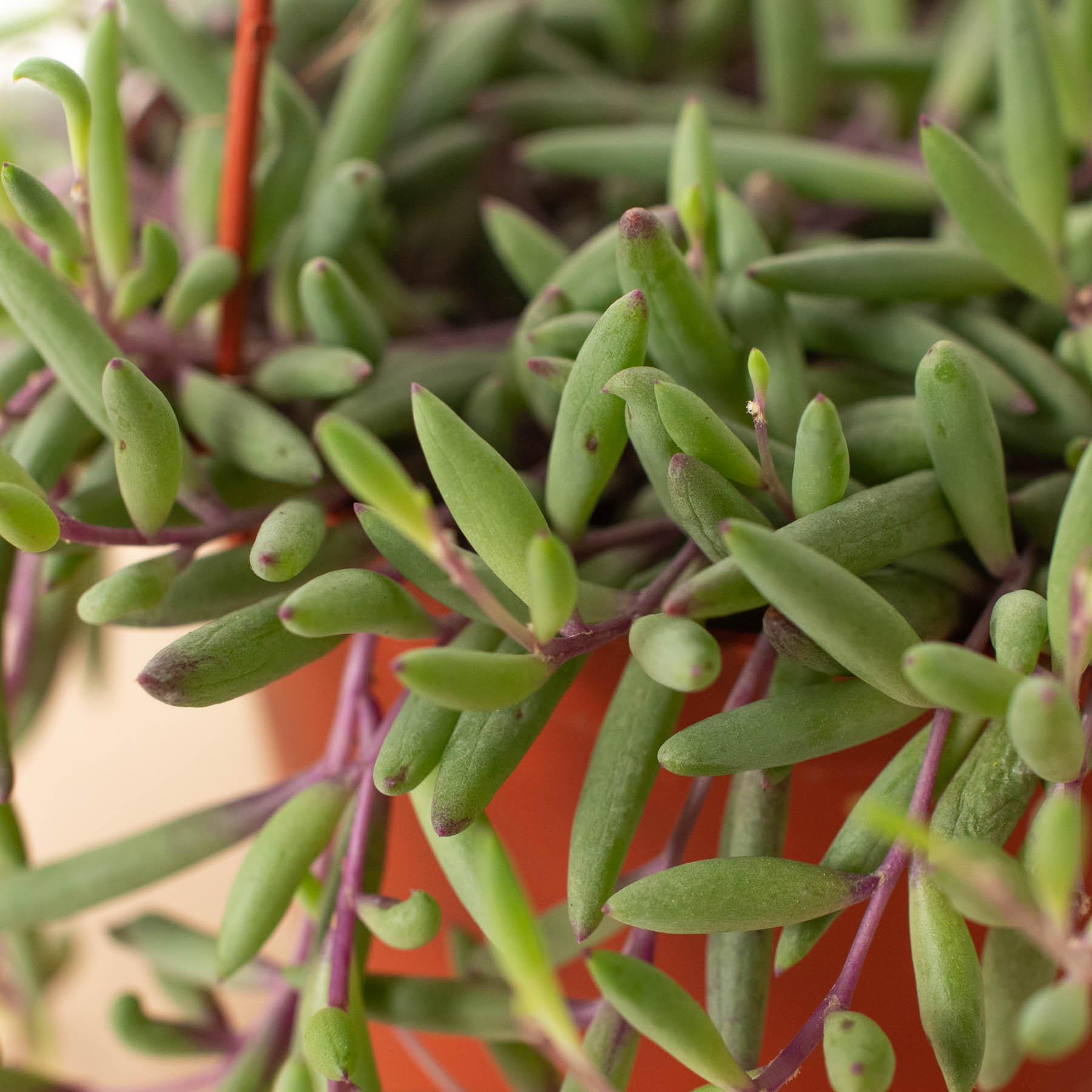 String of Rubies - 6" Pots - Holiday Corner